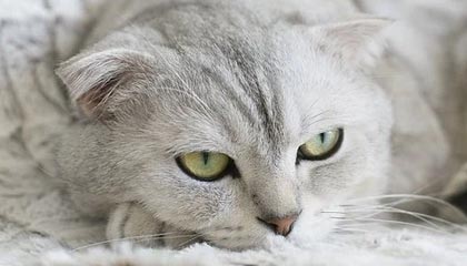 Jiuyou-跨洲对抗：世俱杯中亚洲球队的“黑马”表现