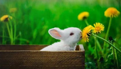 随机特色战术：各队独门绝技一网打尽，特种部队战术队形