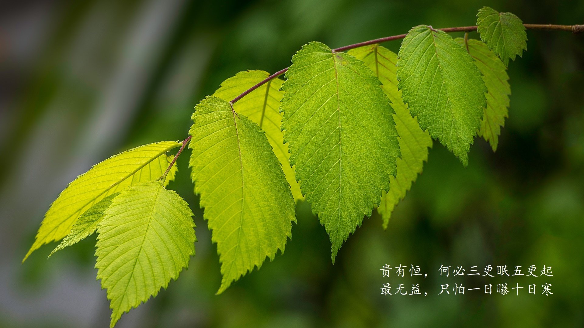 青少年足球明星萌芽初露，俱乐部纷纷争相签约挖掘资源，青少年足球品牌排行榜