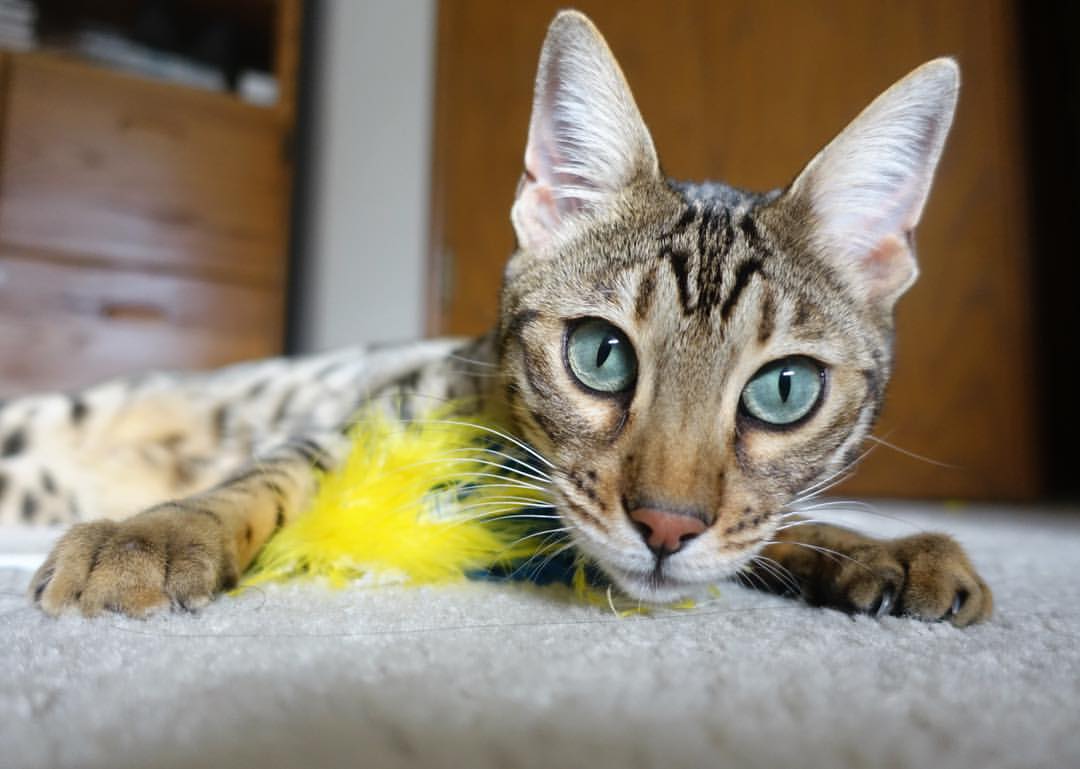 五大联赛中锋的角色是否已经发生本质变化，五大中锋nba