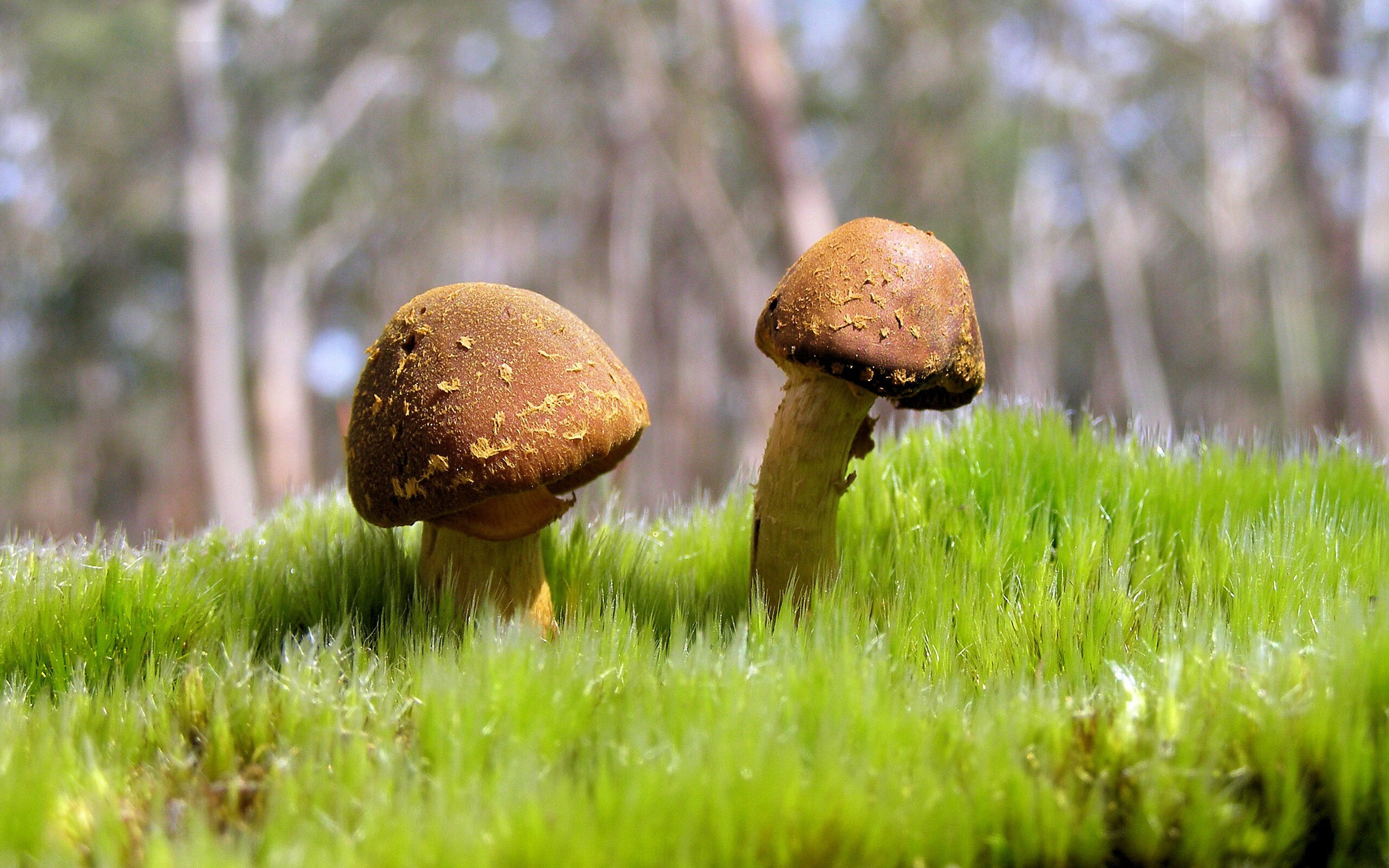 印度队2024年世界杯表现:奋力拼搏,打破世界强队的垄断,印度参加世界杯预选赛了吗