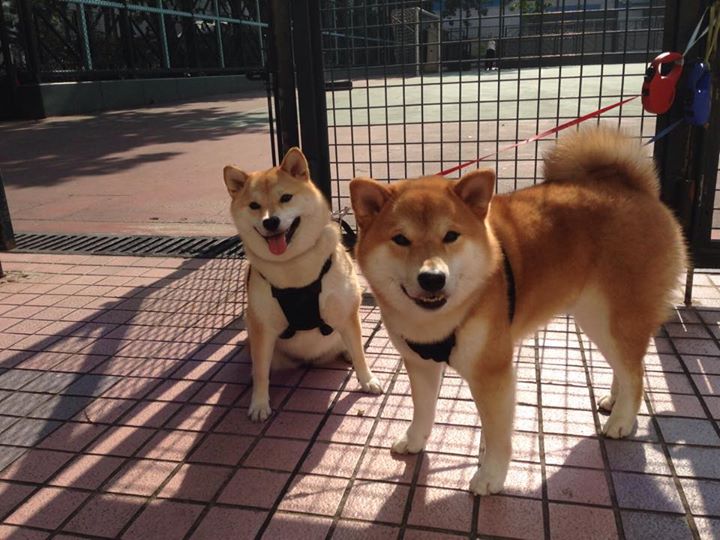 巴萨稳步提升攻防节奏掌握主动权,巴萨 全攻全守