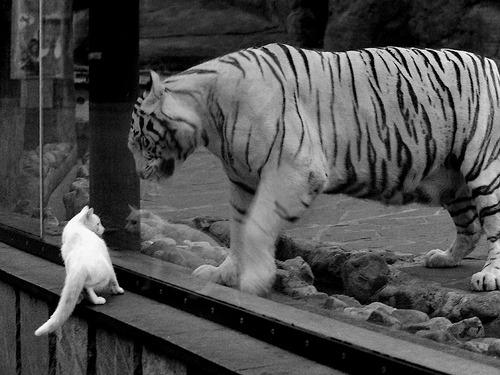 王薪凯三分准星稳定广东队攻防两端受益，王薪凯投三分视频