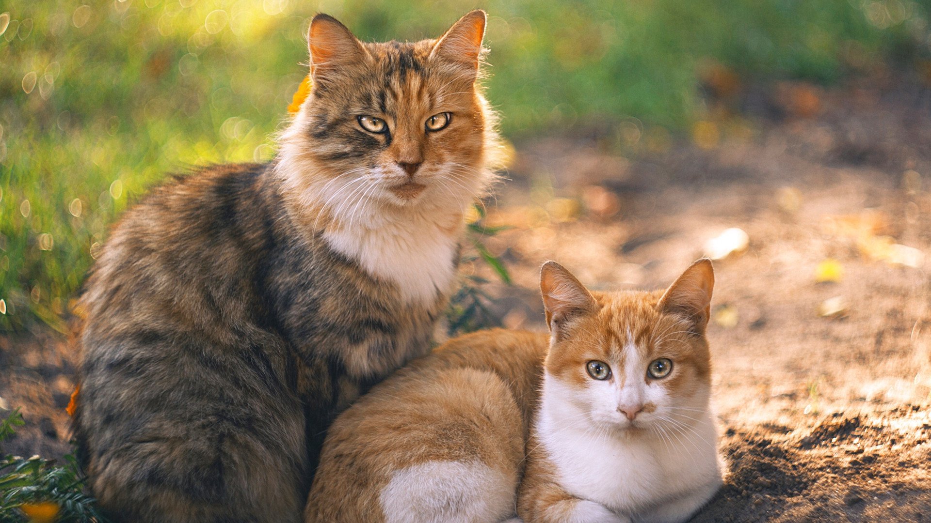 中国足球国家队总结高强度密集赛程应对经验，最新中国足球队