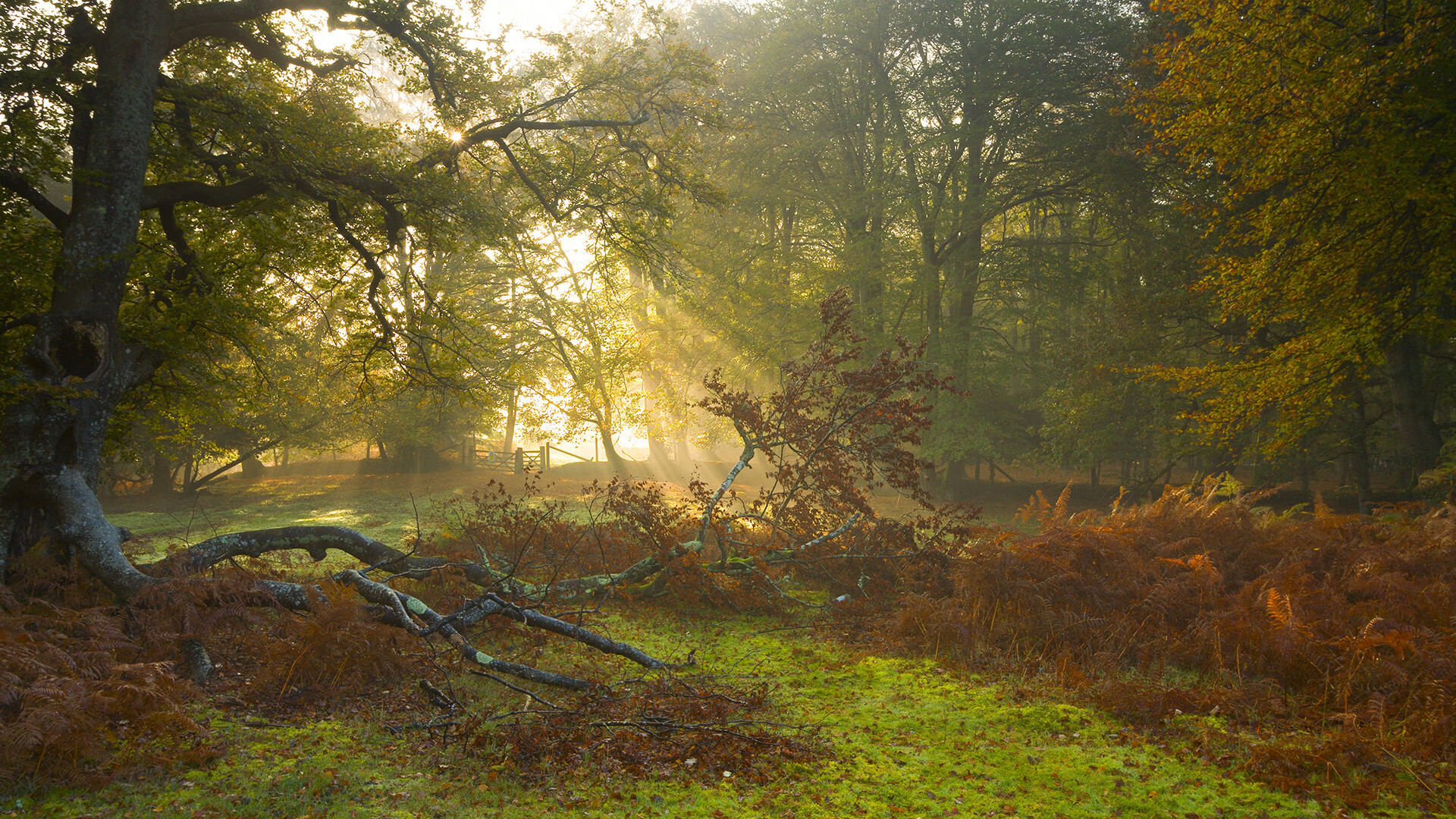 德甲快节奏:攻防转换展现极限实力,德甲速度排名