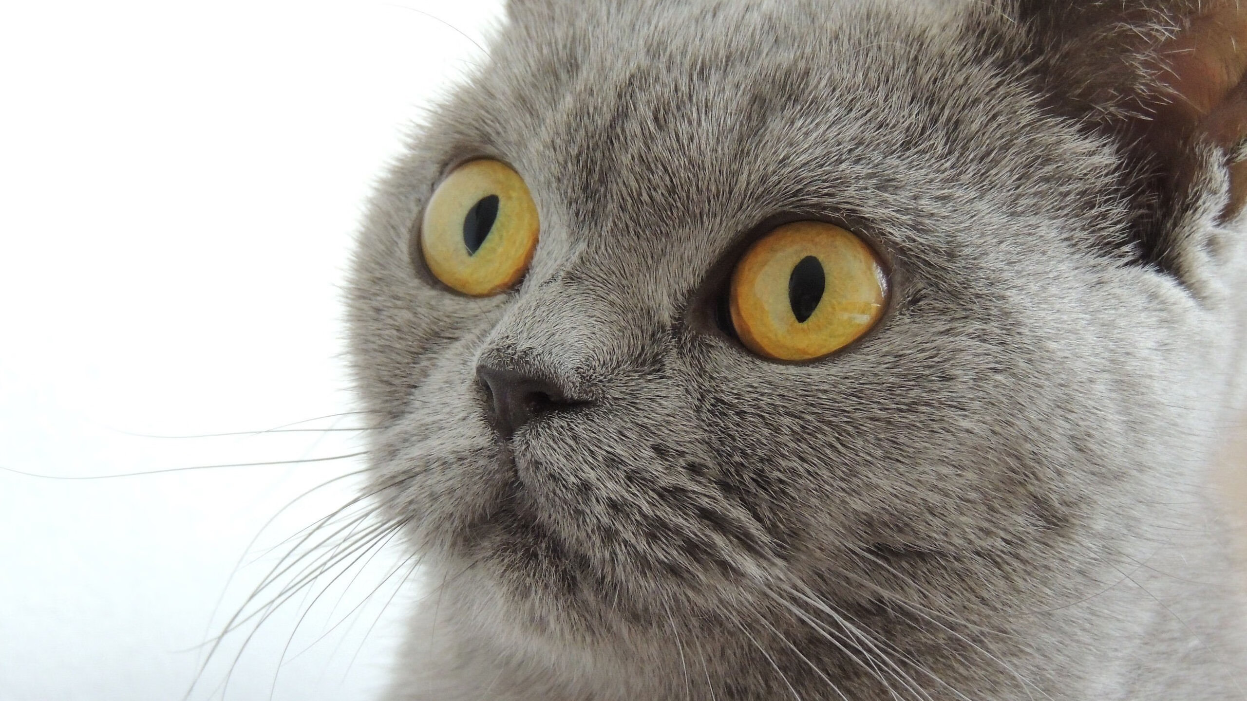 Jiuyou-柯尔赞技术动作流畅稳健，科尔阿赞