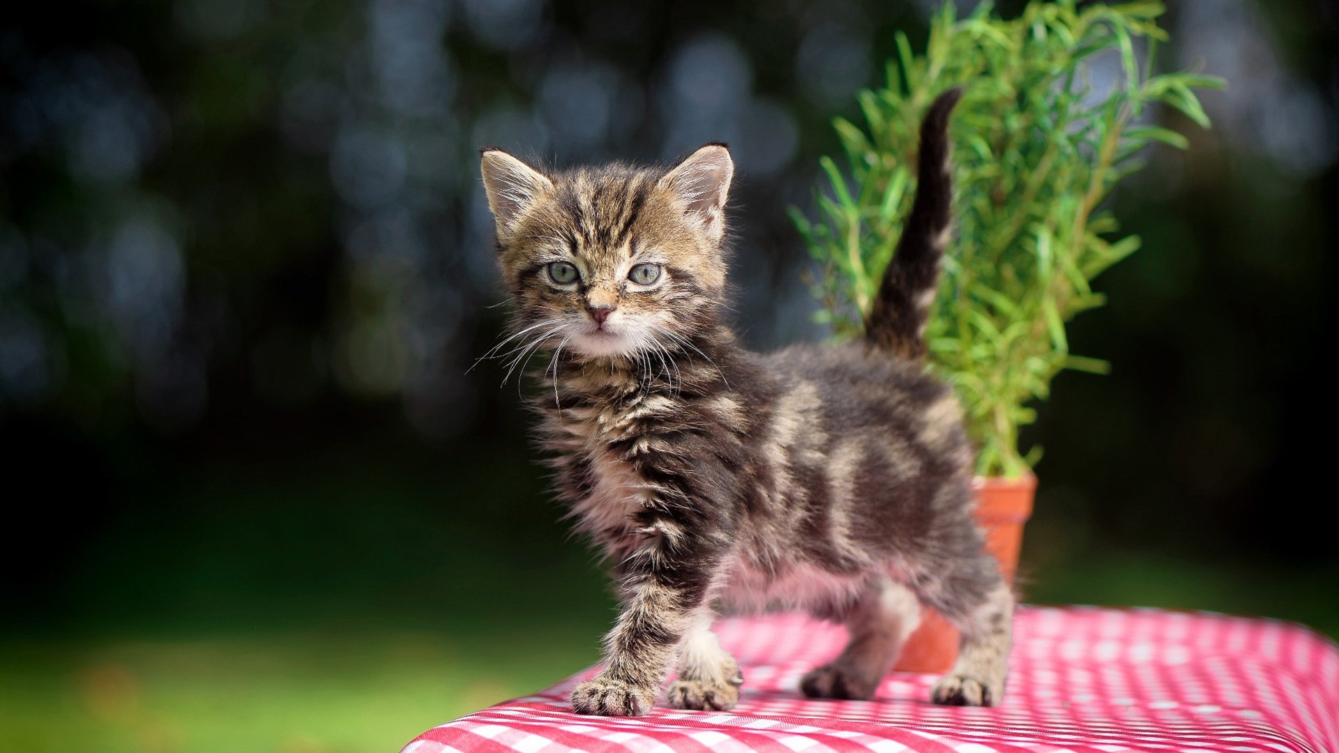 澳大利亚青训计划积极推动,吸引更多年轻球员加入,澳大利亚年度青年