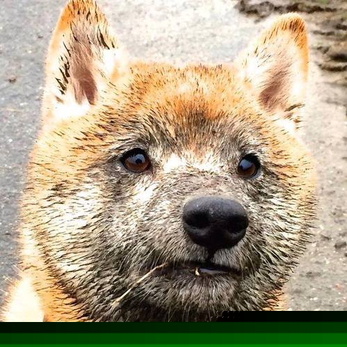 荷兰队在国际赛场战绩优异,晋级希望升腾